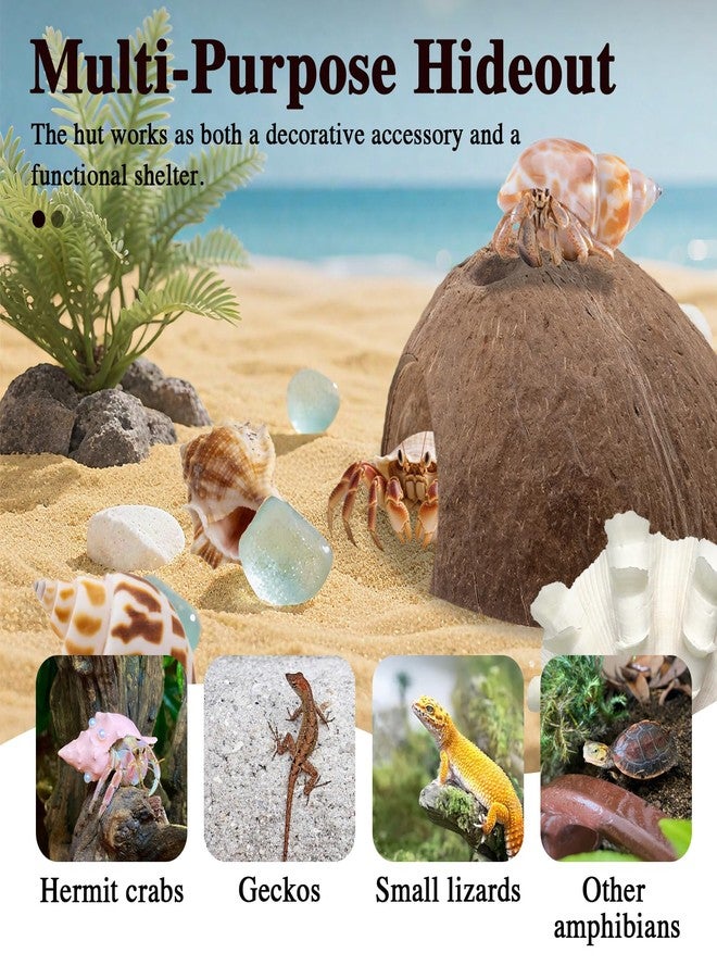 Niuohoy Hermit Crab Shells 1 Coconut Shell Hut 5 PCS Hermit Crab Seashells Accessories Decorations Enrichment Hut for House Hermit Crab Tank Hide Reptile Hideout - Image 5